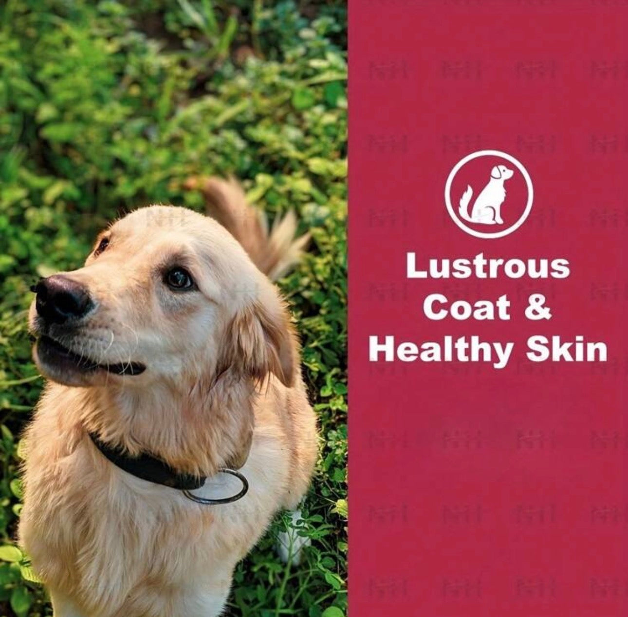 Dog Pet Chews For All Breeds